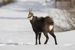 Rupicapra: Chamois - buck in winter - Italy