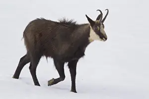 Rupicapra: Chamois - buck in winter - Italy