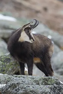 Rupicapra: Chamois - buck in winter - Italy