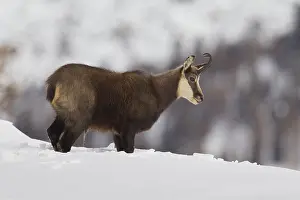 Rupicapra: Chamois - buck in winter - Italy