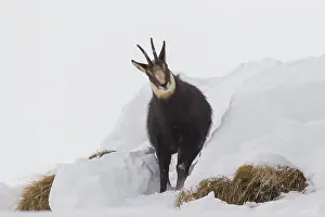 240118: Chamois - buck in winter - Italy