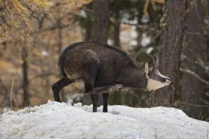 240118: Chamois - buck in winter - Italy