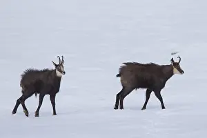 Aosta: Chamois - two bucks impress each other - Italy
