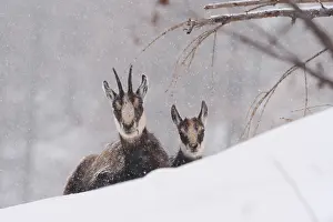 040319: Chamois-female and kid lying on a snow hill with
