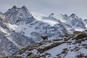 Rupicapra: Chamois - female in winter - Italy