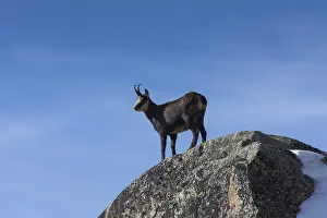 240118: Chamois - female in winter - Italy