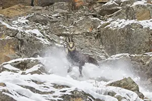 Fight: Chamois fight
