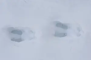190219: Chamois - footprint in snow - Italy