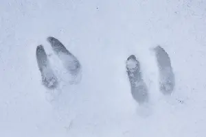 190219: Chamois - footprint in snow - Italy