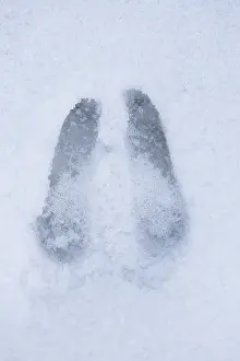 190219: Chamois - footprint in snow - Italy