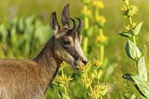 Curiosity: Chamois on a green meadow, looking curiously at the yellow flowers