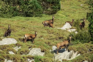 Sergio Arias: Chamois group