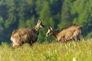 Colored: Two chamois interacting in a green summer meadow in front of a forest
