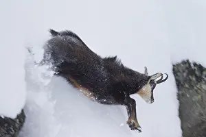 091018: Chamois - jumping buck in snow - Italien