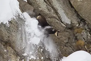 091018: Chamois - jumping buck in snow - Italien