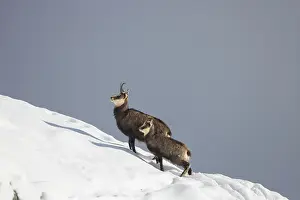 Chamois: Chamois kid winter
