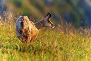 Gold: A chamois looks attentively, surrounded by golden grasses in the sun