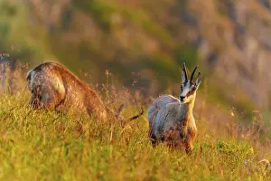 Hills: A chamois looks into the camera on a grassy hill under evening light