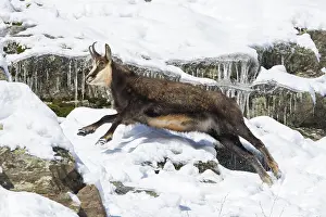 Chamois: Chamois male motion