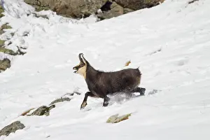 Chamois: Chamois male motion