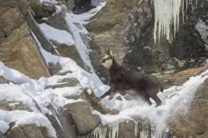 Chamois: Chamois male motion