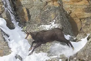 Chamois: Chamois male motion