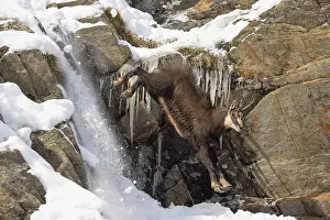 Chamois: Chamois male motion
