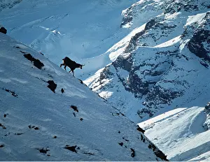 Agility: CHAMOIS - male on mountain side