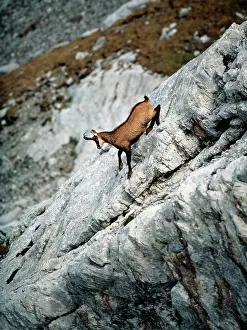 Eric Dragesco: Chamois - Male on mountainside