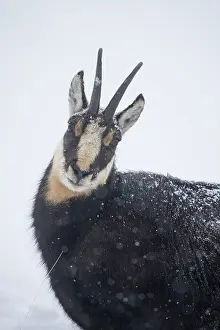 Crossing: Chamois male portrait