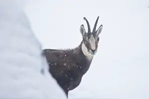 Crossing: Chamois male portrait