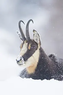 Crossing: Chamois male portrait