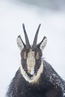 Crossing: Chamois male portrait