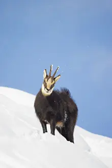Coat: Chamois male winter