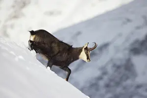 Coat: Chamois male winter