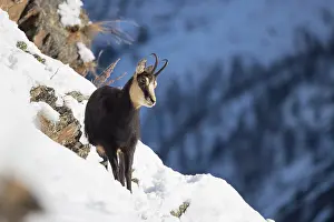 Coat: Chamois male winter