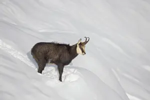 Coat: Chamois male winter
