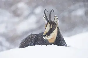 Coat: Chamois male winter