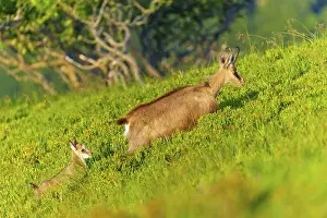 Hatchlings: Chamois mother with young on a green slope