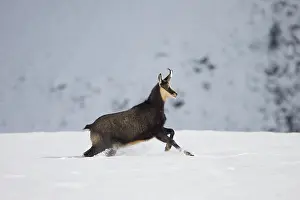 Sven-erik Arndt: Chamois motion winter