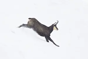 Sven-erik Arndt: Chamois motion winter