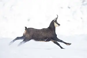 Sven-erik Arndt: Chamois motion winter