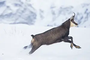 Sven-erik Arndt: Chamois motion winter