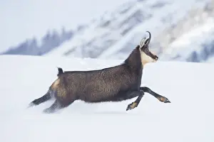 Sven-erik Arndt: Chamois motion winter