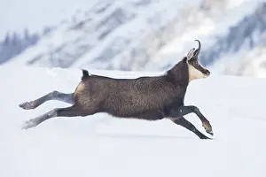 Sven-erik Arndt: Chamois motion winter