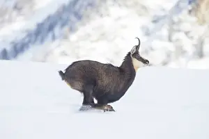 Sven-erik Arndt: Chamois motion winter