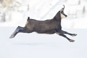 Sven-erik Arndt: Chamois motion winter