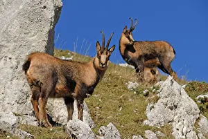 Ornata: Chamois - on mountain side