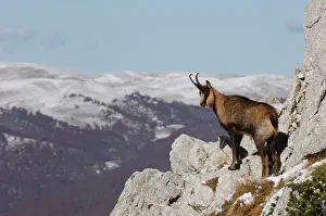 Ornata: Chamois - on mountain side
