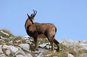 Ornata: Chamois - on mountain side